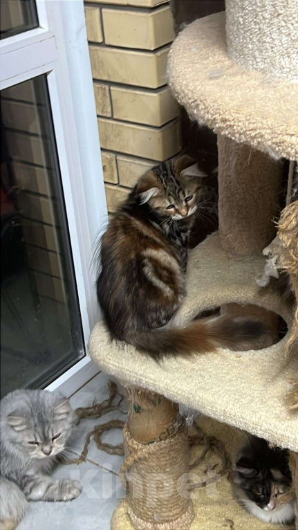 Кошки в Краснодаре: Шикарная кошечка с зелеными глазками Девочка, 35 000 руб. - фото 5