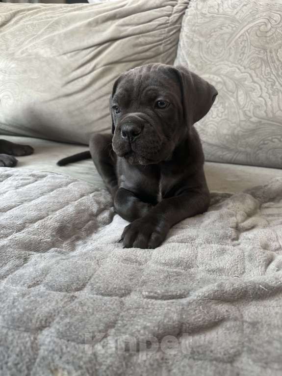 Собаки в других городах Московской области: Щенки кане-корсо Девочка, 45 000 руб. - фото 1