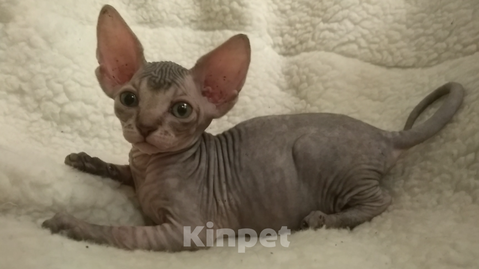 Кошки в Курске: Донская девочка с прямым геном цветной гетерохромии  Девочка, 20 000 руб. - фото 3