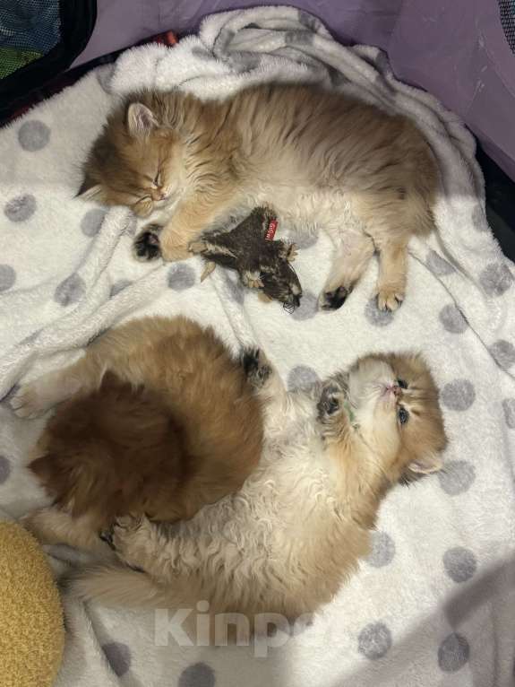 Кошки в других городах Московской области: Британские длинношерстные котята Мальчик, 50 000 руб. - фото 2