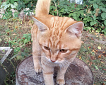Кошки в Ногинске: Рыжий котенок Девочка, Бесплатно - фото 3