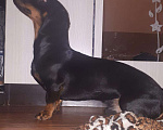 Собаки в Пензе: Вязка, 1 000 руб. - фото 2