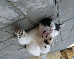 Кошки в Княгинино: Мурочка , Бесплатно - фото 4