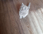 Кошки в Сосногорске: Котята британцы, 1 000 руб. - фото 1