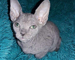 Кошки в Ливны: Донская красотка ., 12 000 руб. - фото 3