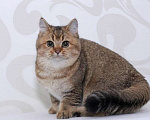 Кошки в Брянске: Кот на вязку , 1 000 руб. - фото 3