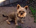 Собаки в Таганроге: Ищу свою собаку йоркширского терьера по кличке Дэник. Мальчик, Бесплатно - фото 1