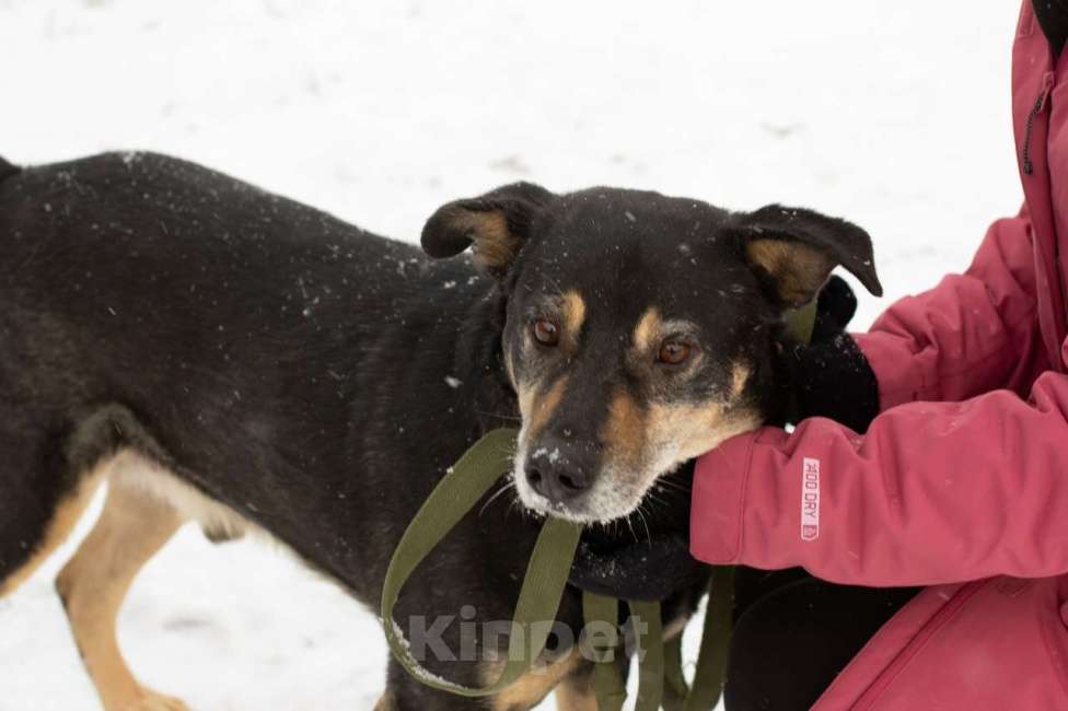 Собаки в Тамбове: Клинт в поиске... Вас? Мальчик, Бесплатно - фото 5