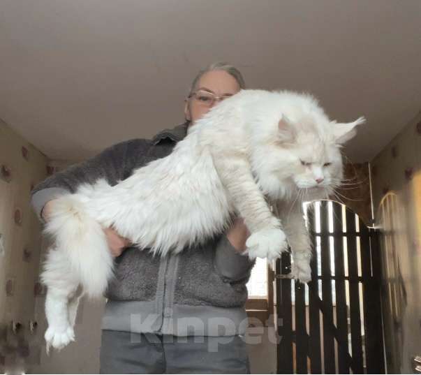 Кошки в других городах Ленинградской области: Мейн кун котенок Девочка, 35 000 руб. - фото 1