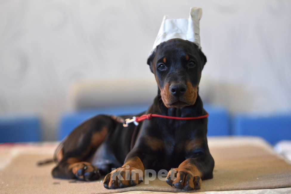 Собаки в Москве: Готов к переезду 2.5 месяца Разнополые, 100 000 руб. - фото 5