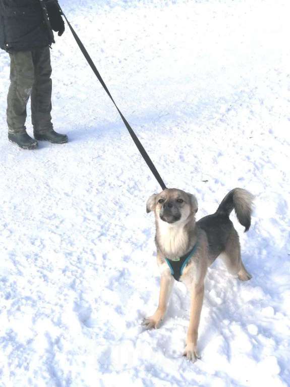 Собаки в Москве: Шустрик в добрые руки! Мальчик, Бесплатно - фото 7