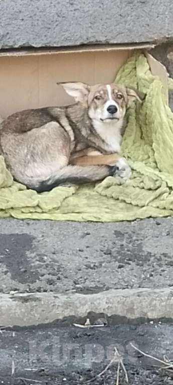 Собаки в Новокузнецке: Отдам в хорошие руки Мальчик, Бесплатно - фото 5