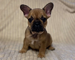 Собаки в Санкт-Петербурге: Шикарная девочка французского бульдога  Девочка, 40 000 руб. - фото 6