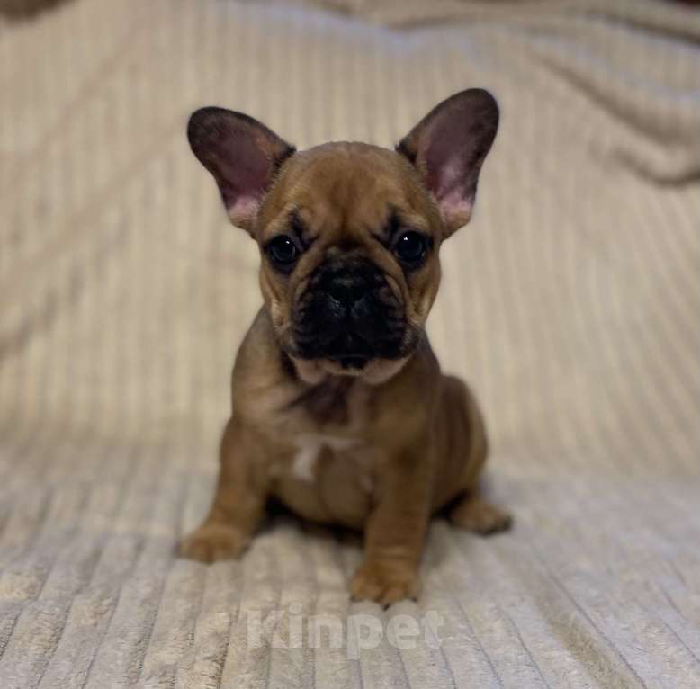 Собаки в Санкт-Петербурге: Шикарная девочка французского бульдога  Девочка, 40 000 руб. - фото 6