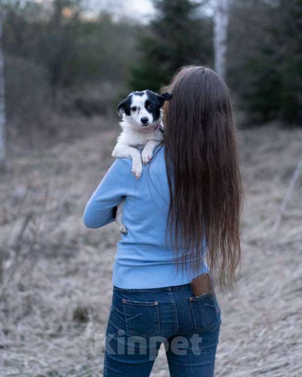 Собаки в Москве: Маленькая собачка срочно ищет дом! Девочка, 4 кг Девочка, Бесплатно - фото 3