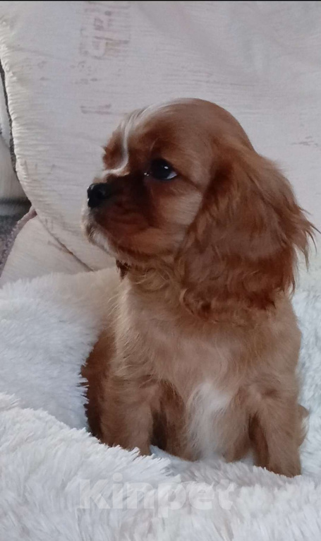 Собаки в Москве: Мальчик Кавалер Кинг Чарльз спаниель  Мальчик, Бесплатно - фото 3