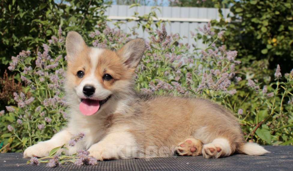 Собаки в Москве: вельш корги пемброк девочка 2.5 мес Девочка, 85 000 руб. - фото 4
