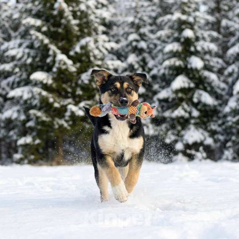 Собаки в Москве: щенок Ника ищет семью Девочка, Бесплатно - фото 3