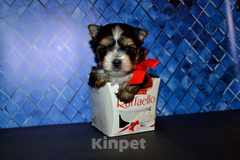 Собаки в Москве: Щенок-мальчик йорка цветного окраса  Мальчик, 25 000 руб. - фото 2