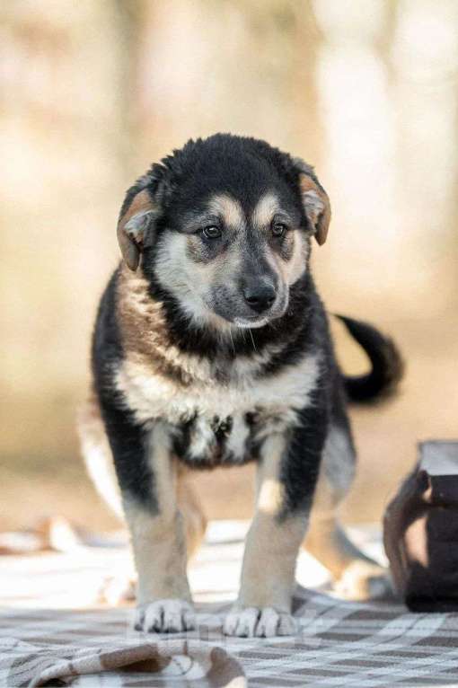 Собаки в Москве: Щенок в дар  Мальчик, Бесплатно - фото 6