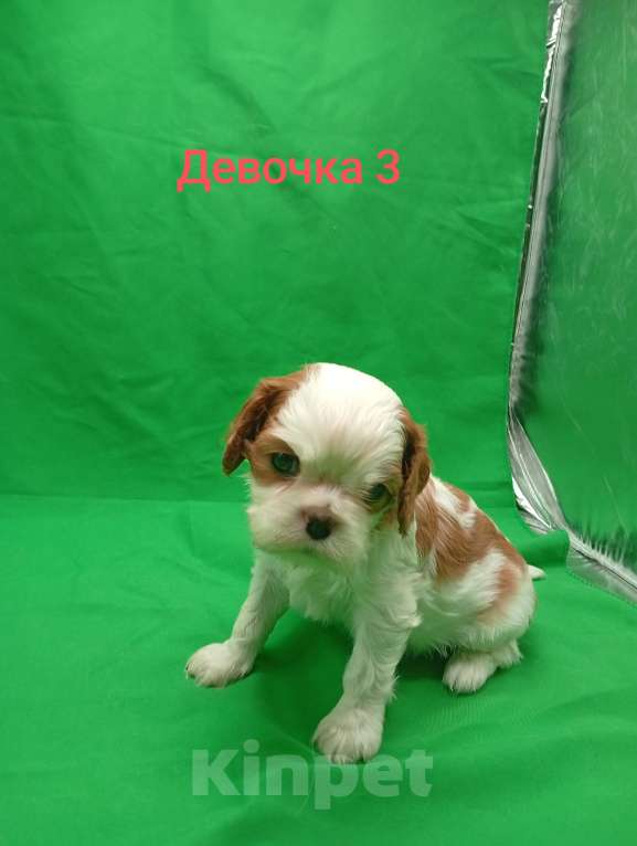 Собаки в Москве: Щенки кавалер Кинг Чарльз спаниель  Девочка, 63 000 руб. - фото 5