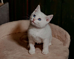 Кошки в Пушкино: Скай и Ричи ищут семью Мальчик, 10 руб. - фото 2