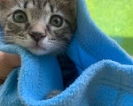 Кошки в Ижевске: Полосатая кошечка  Девочка, Бесплатно - фото 3