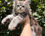 Кошки в Санкт-Петербурге: Кошечка черный мрамор на серебре Девочка, 45 000 руб. - фото 3