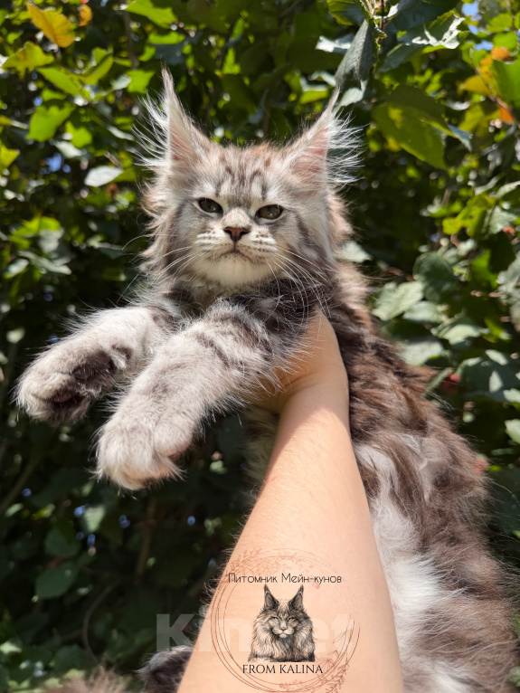 Кошки в Санкт-Петербурге: Кошечка черный мрамор на серебре Девочка, 45 000 руб. - фото 3