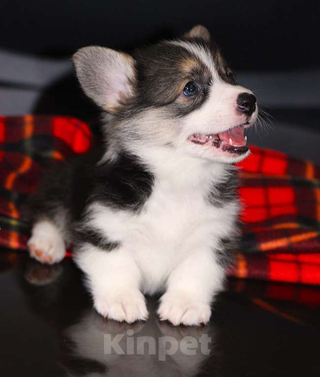 Собаки в Москве: Щенки вельш корги пемброк Девочка, 65 000 руб. - фото 2