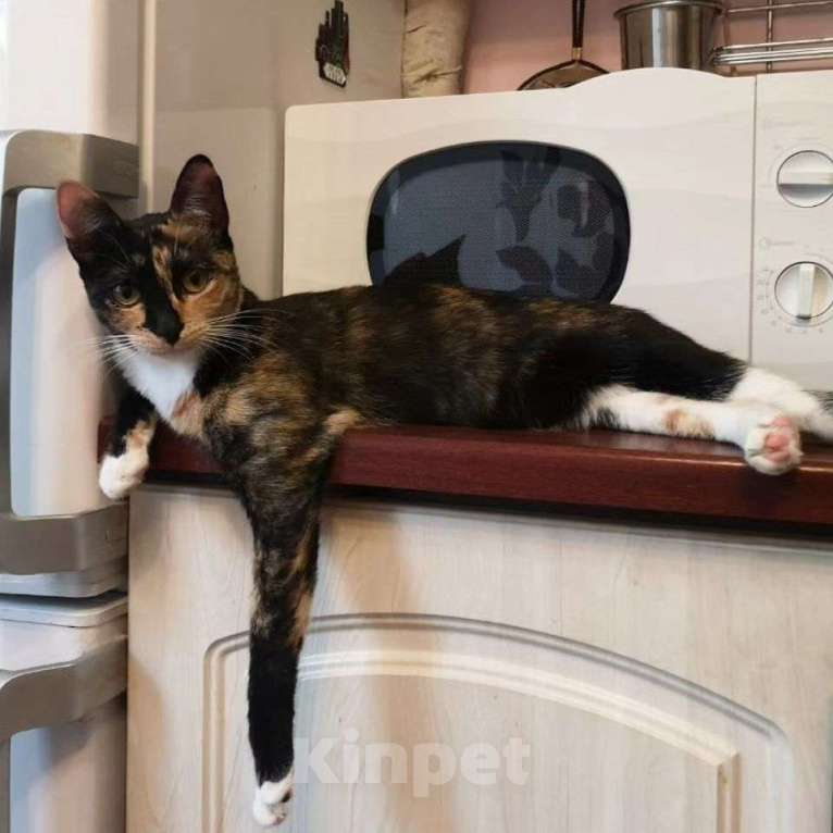 Кошки в Москве: Маленькая Фрося ищет домик Девочка, Бесплатно - фото 2