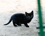 Кошки в Люберцах: Котятам нужен дом Мальчик, Бесплатно - фото 4