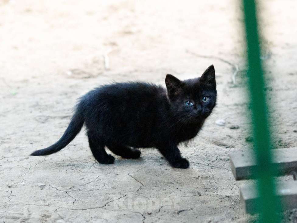 Кошки в Люберцах: Котятам нужен дом Мальчик, Бесплатно - фото 4