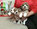 Собаки в Ангарске: Продажа щенков биглей Девочка, 80 000 руб. - фото 1