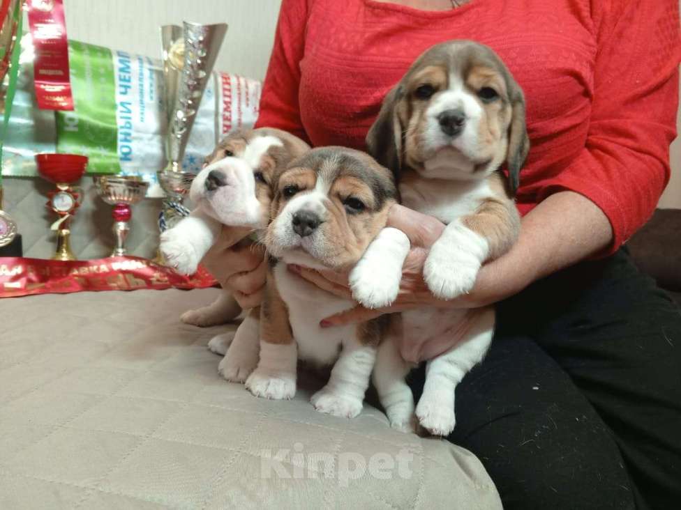 Собаки в Ангарске: Продажа щенков биглей Девочка, 80 000 руб. - фото 1
