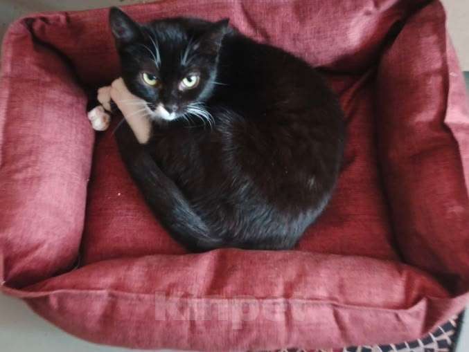 Кошки в Санкт-Петербурге: Катюша и Семен Девочка, Бесплатно - фото 1