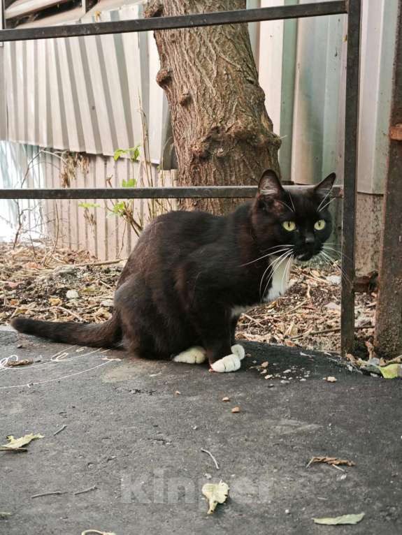 Кошки в Москве: Найден КОТ Мальчик, Бесплатно - фото 5