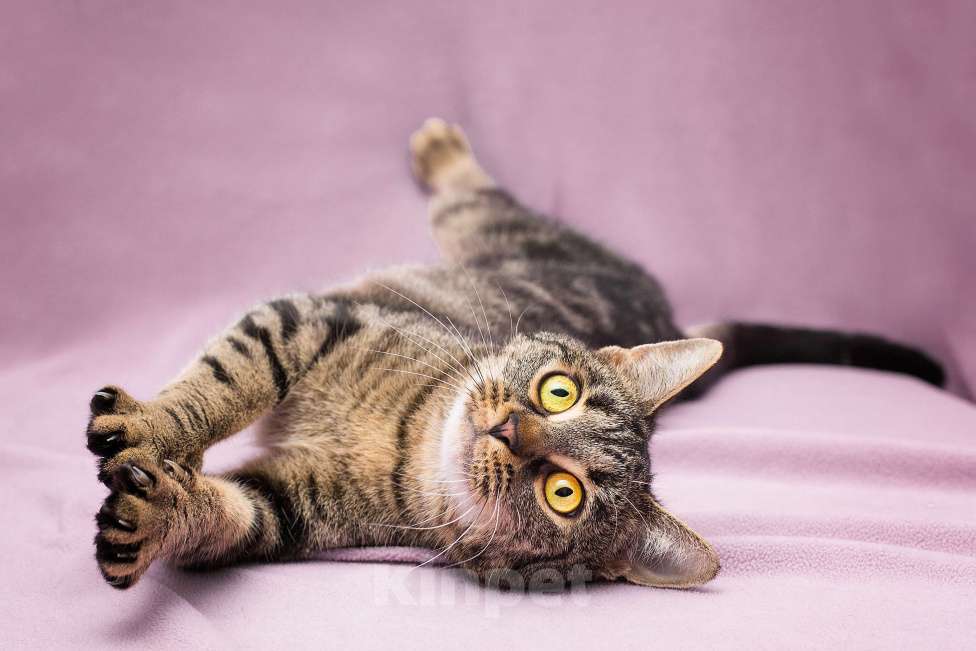 Кошки в Москве: Кошечка в добрые руки Девочка, Бесплатно - фото 1