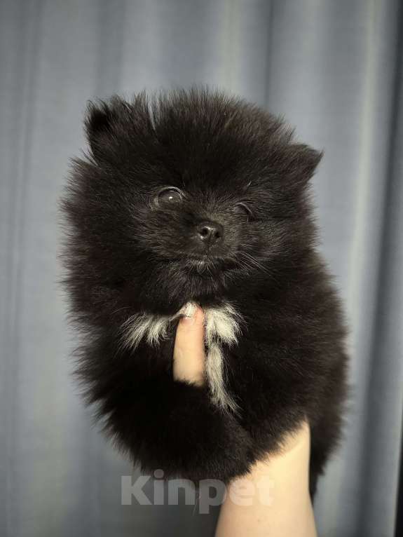 Собаки в Рязани: Померанский шпиц  Девочка, 26 000 руб. - фото 5