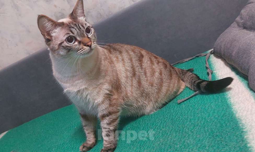 Кошки в Новосибирске: В добрые руки Девочка, Бесплатно - фото 1