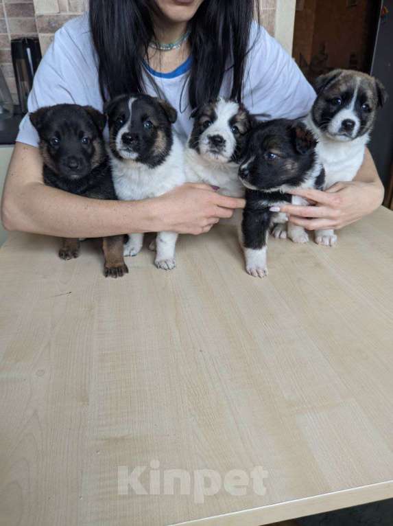 Собаки в Москве: Щенки в добрые руки  Девочка, 1 руб. - фото 2