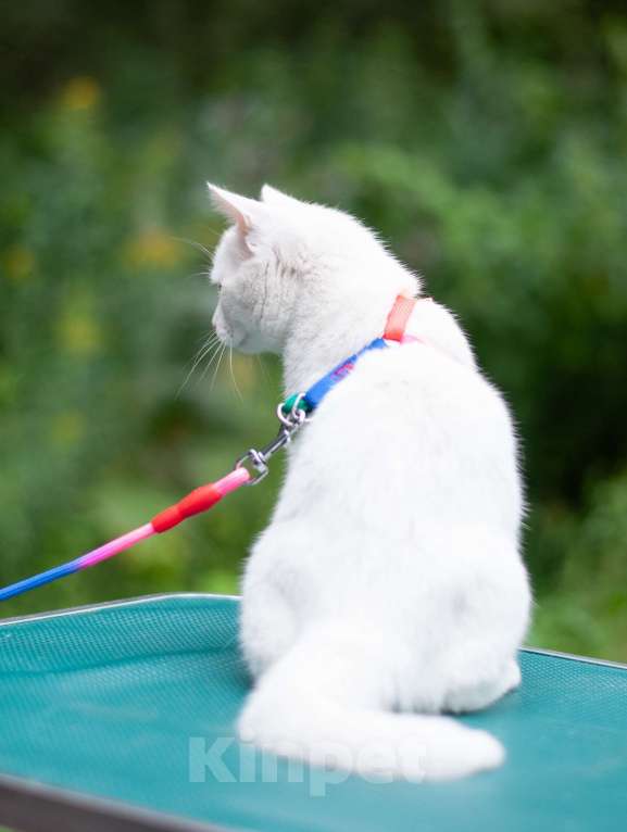 Кошки в Ногинске: Кот Дагестанской родословной ищет постоянную прописку Мальчик, Бесплатно - фото 9