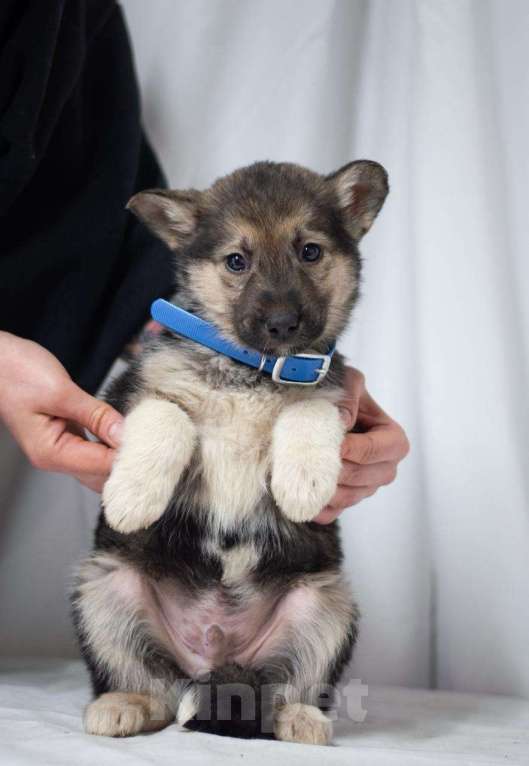 Собаки в Ногинске: Щенок мальчик в добрые руки Мальчик, Бесплатно - фото 3