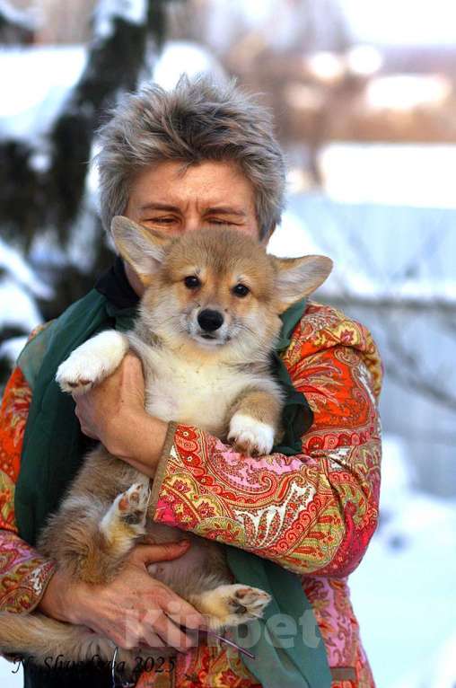 Собаки в Москве: вельш корги пемброк щенок Мальчик, 85 000 руб. - фото 1