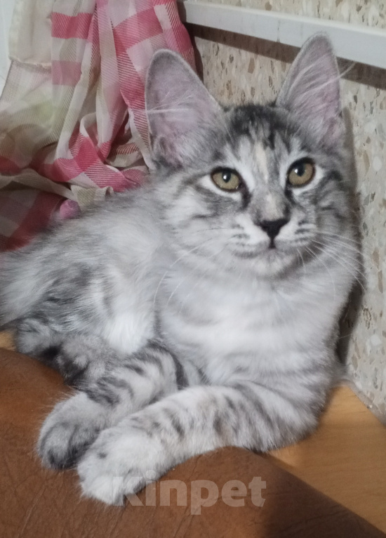 Кошки в Волгограде: Курильский бобтейл котенок Девочка, 40 000 руб. - фото 3