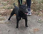 Собаки в Пензе: Продам подрощенного кобеля Мальчик, 50 000 руб. - фото 5