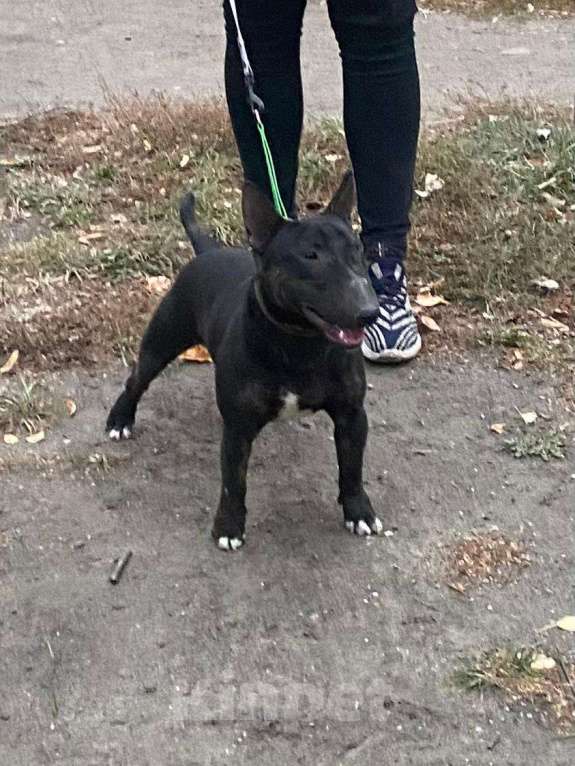 Собаки в Пензе: Продам подрощенного кобеля Мальчик, 50 000 руб. - фото 5