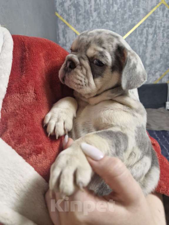 Собаки в других городах Московской области: Королева красоты Девочка, 100 000 руб. - фото 2