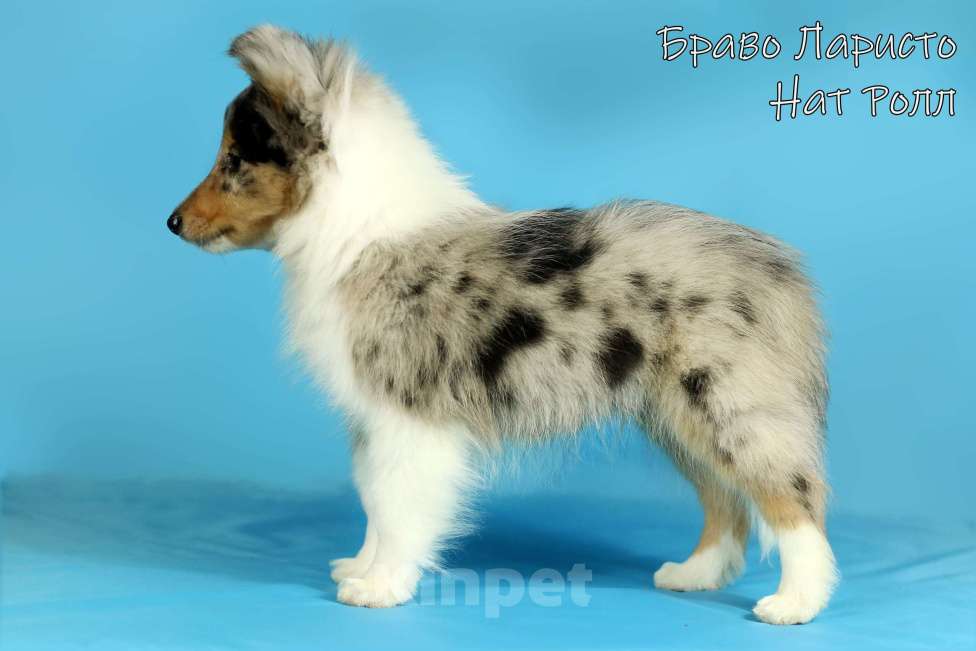 Собаки в Рязани: Шелти из Рязани. Мальчик, 50 000 руб. - фото 3