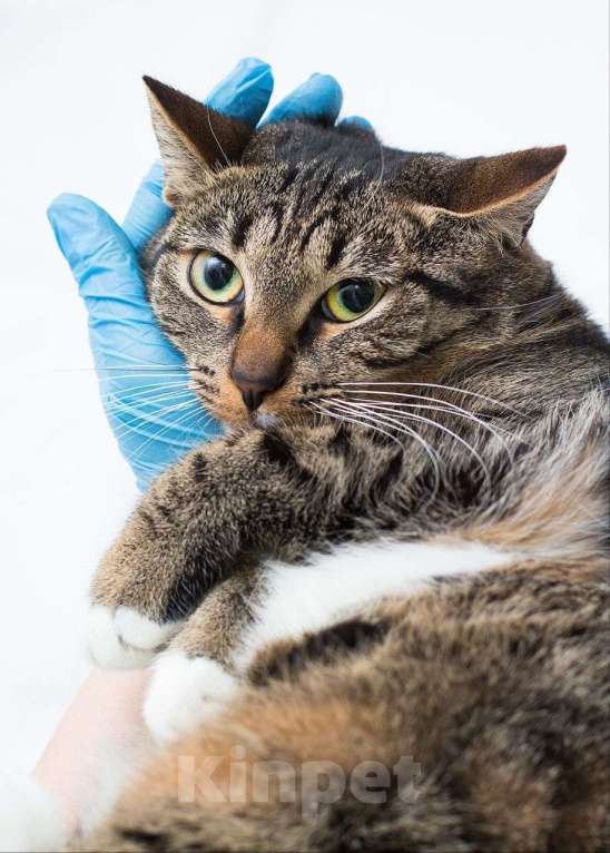 Кошки в Москве: Самая ручная кошечка на свете ищет дом Девочка, Бесплатно - фото 2